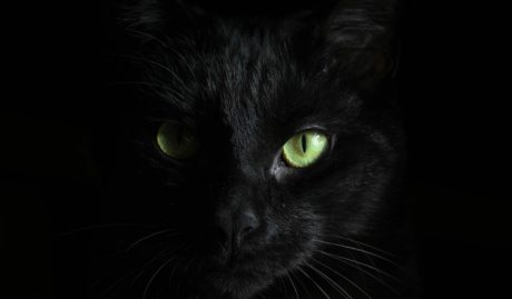 Black Cat