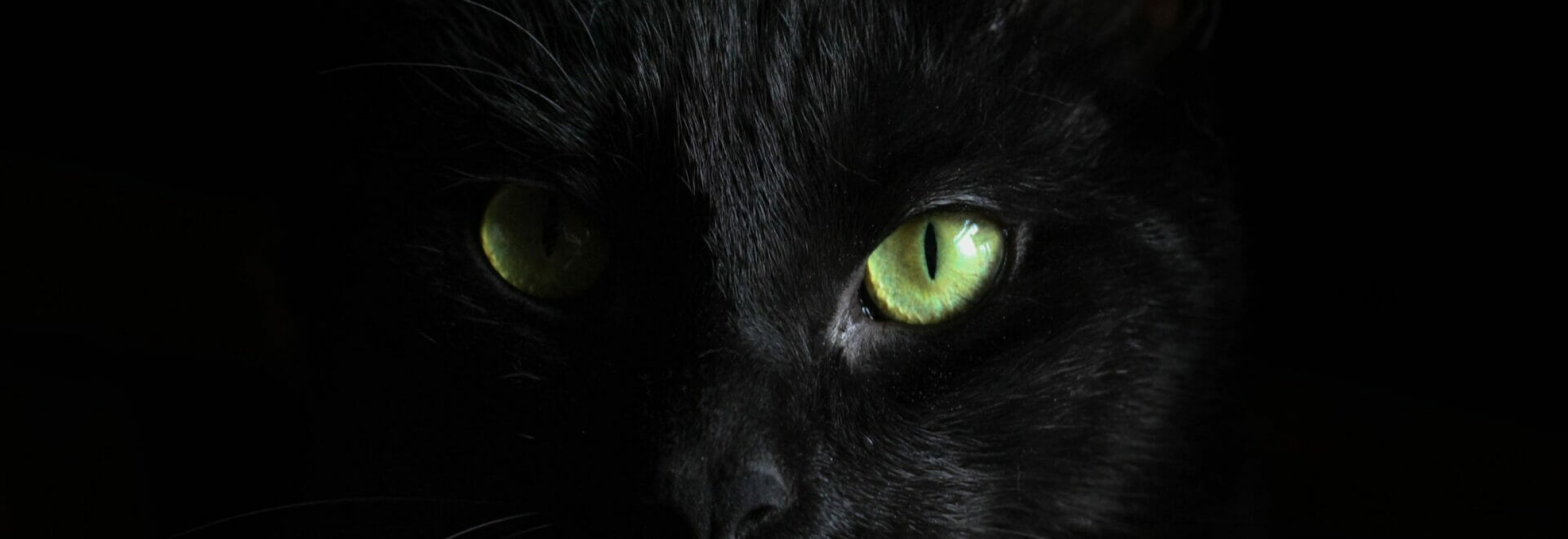 Black Cat